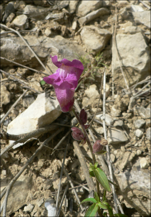 Antirrhinum majus