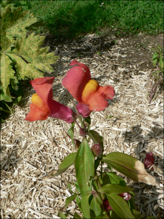 Antirrhinum majus