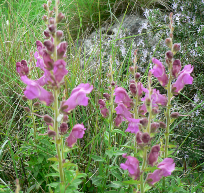 Antirrhinum majus