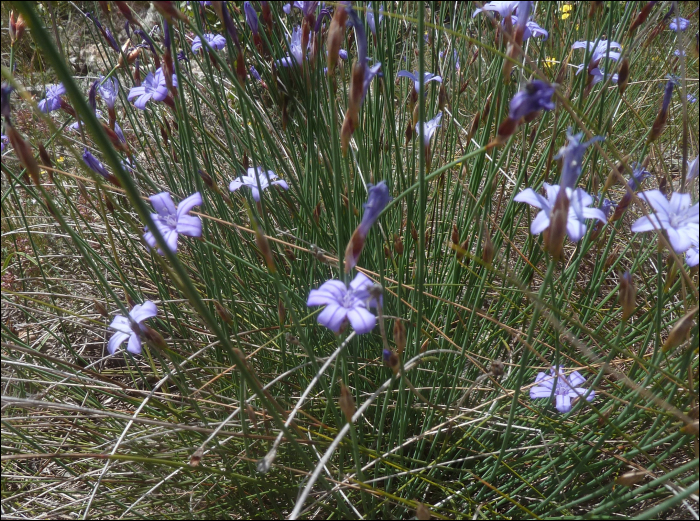 Aphyllanthes monspeliensis L.