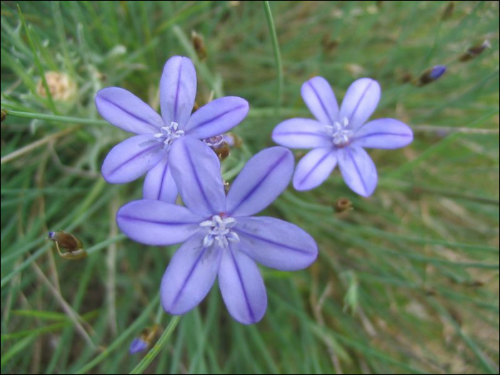 Aphyllanthes monspeliensis L.