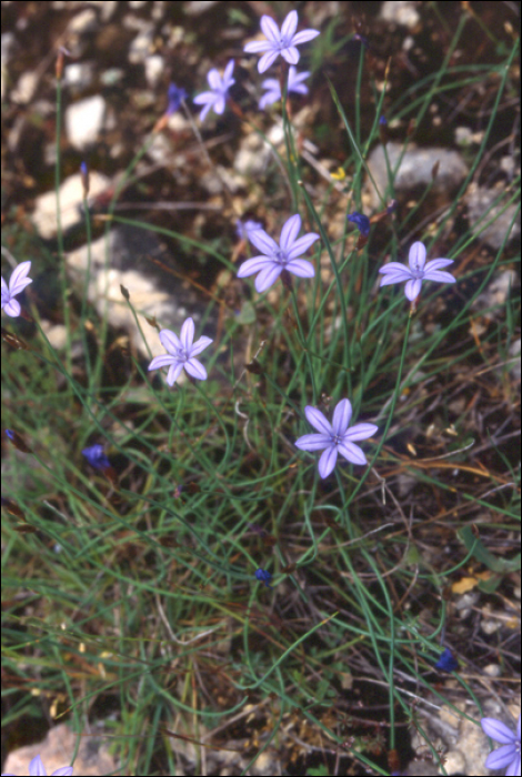 Aphyllanthes monspeliensis L.