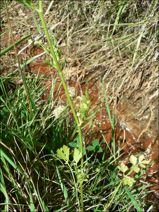 Apium graveolens