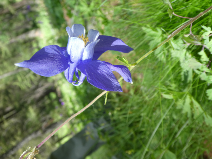 Aquilegia alpina L.