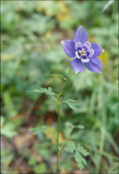 Aquilegia alpina L.