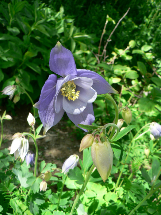 Aquilegia alpina L.