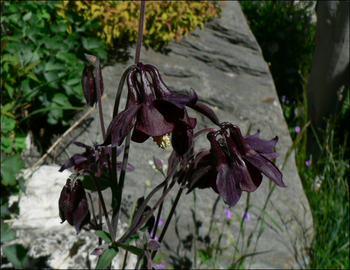 Aquilegia atrata