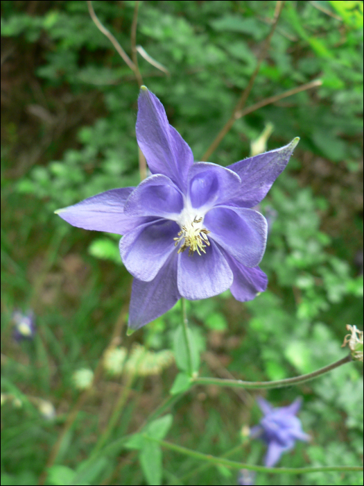 Aquilegia vulgaris L.