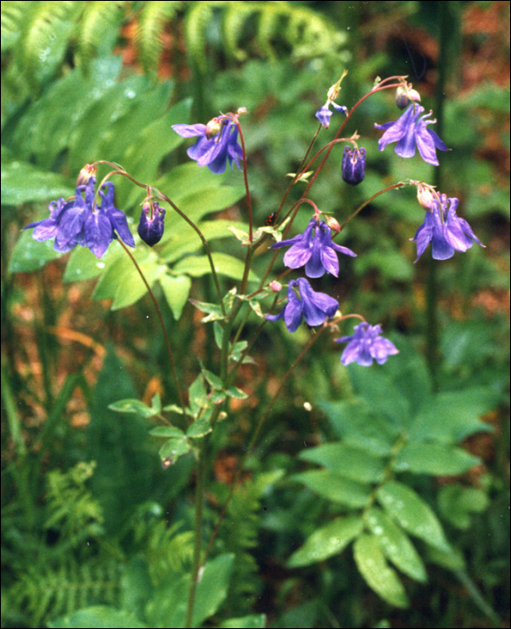 Aquilegia vulgaris L.