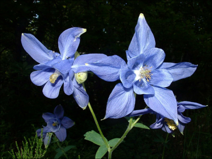 Aquilegia vulgaris L.