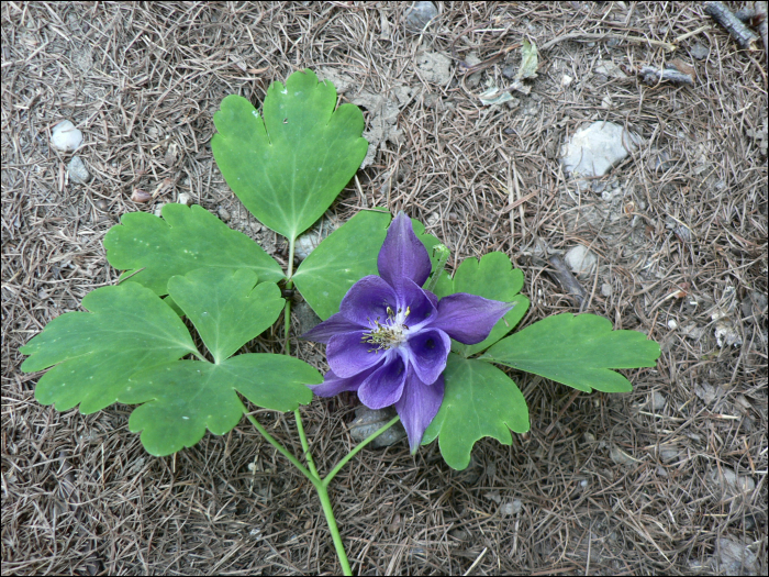 Aquilegia vulgaris L.