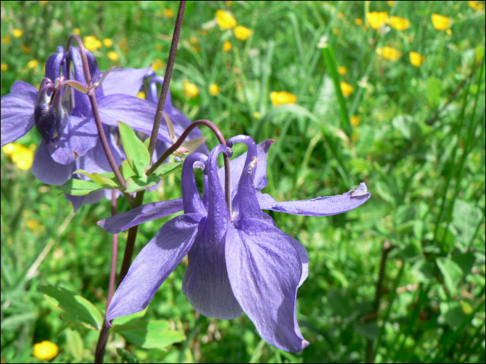 Aquilegia vulgaris L.