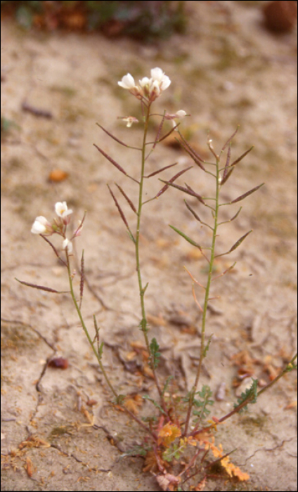 Arabidopsis thaliana Heyln
