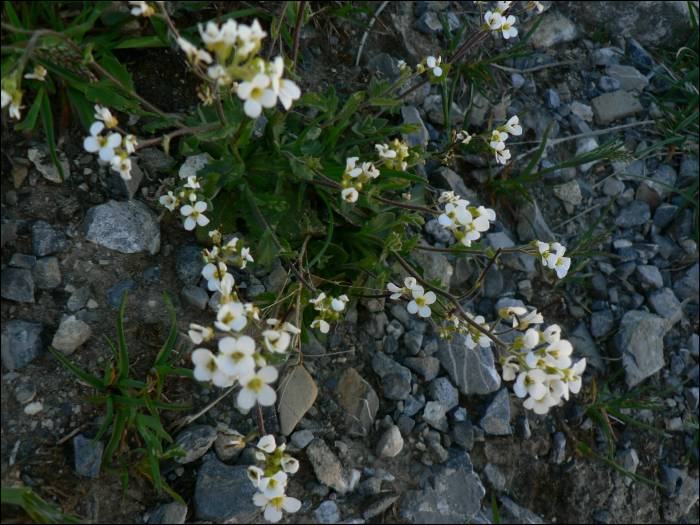 Arabis alpina