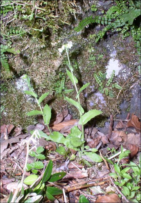 Arabis alpina