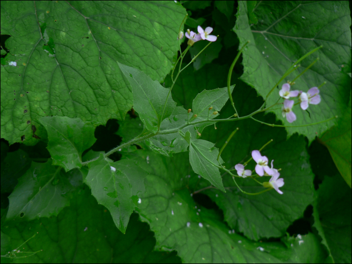 Arabis cebennensis