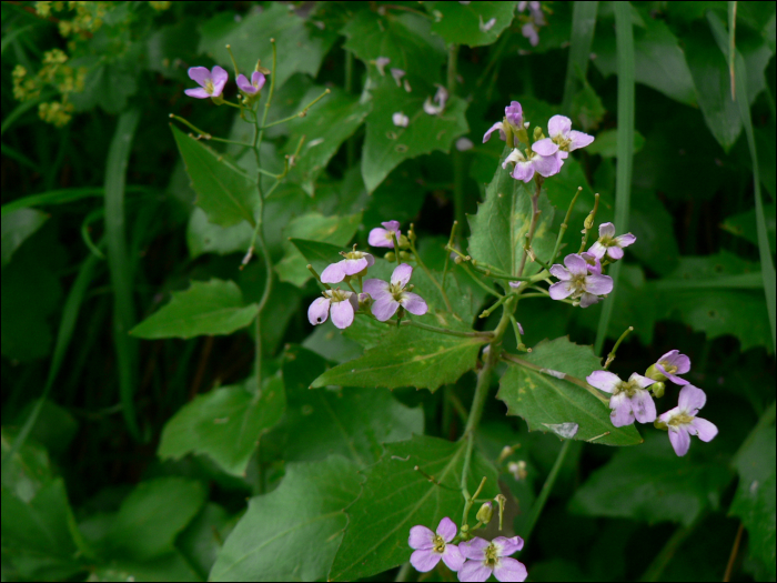 Arabis cebennensis