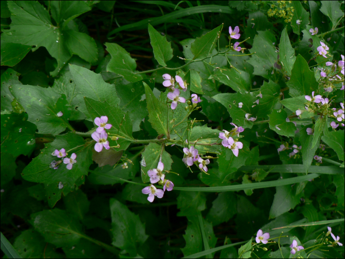 Arabis cebennensis