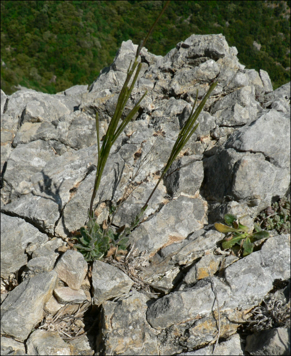 Arabis collina