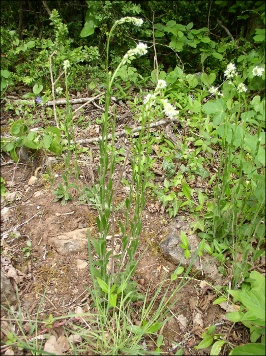 Arabis hirsuta