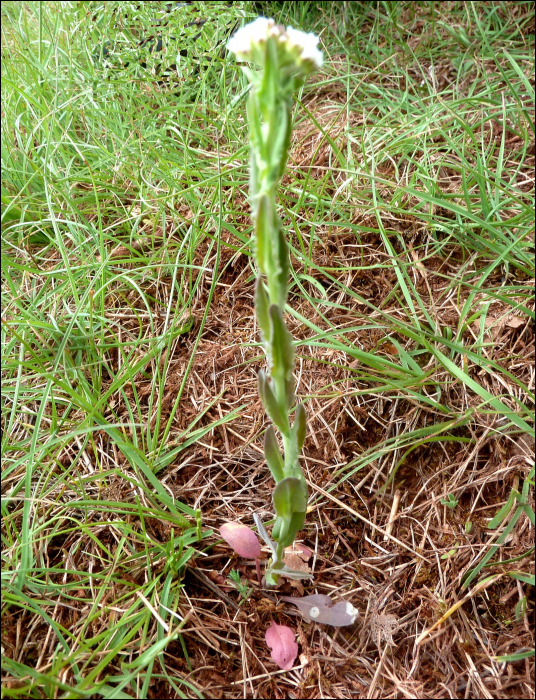 Arabis hirsuta