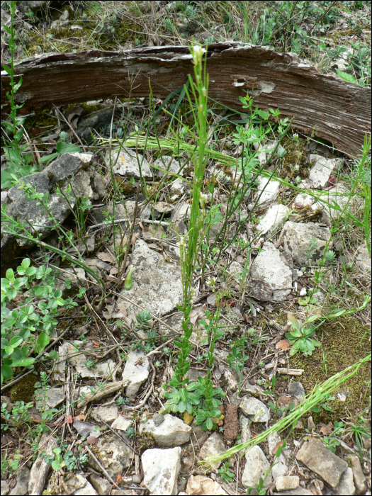 Arabis hirsuta