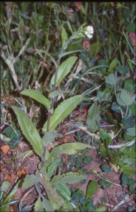 Arabis turrita L.