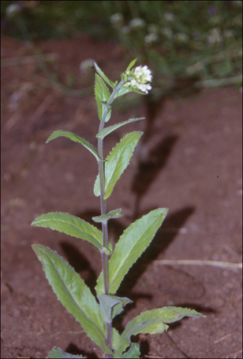 Arabis turrita L.