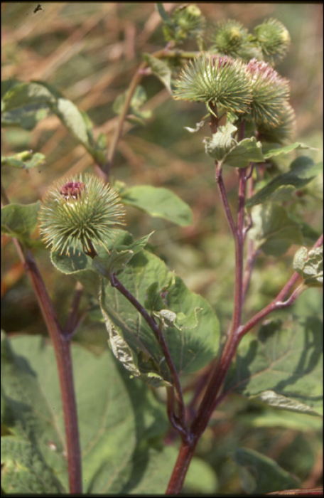 Arctium lappa L. (=Lappa major )