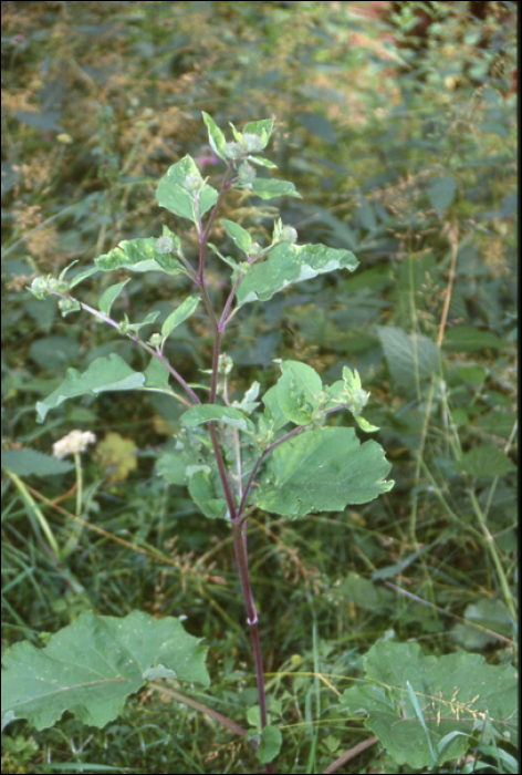 Arctium lappa L. (=Lappa major )