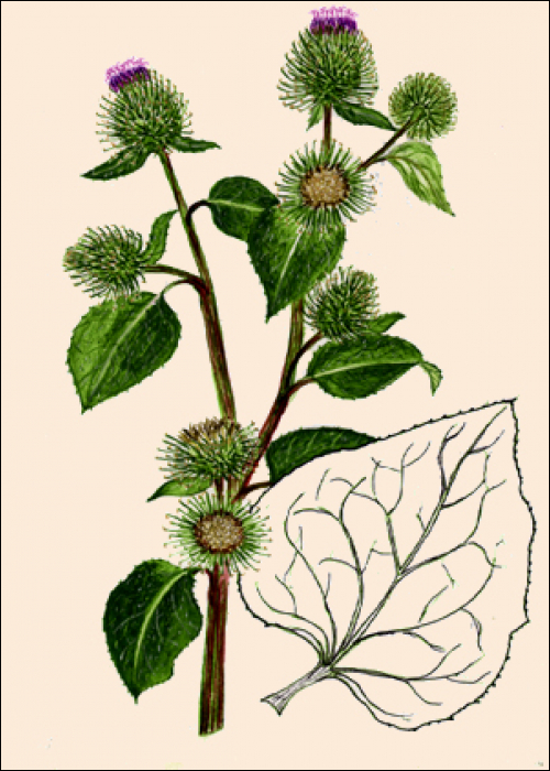 Arctium lappa L. (=Lappa major )