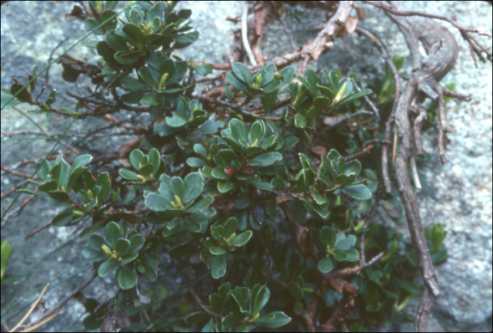 Arctostaphylos uva-ursi (L.)