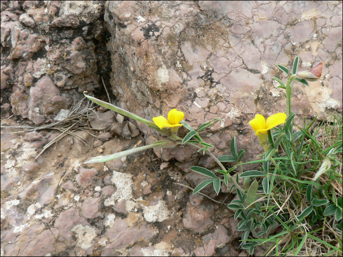 Argyrobium zanonii