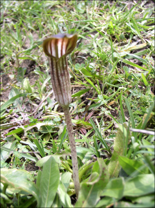 Arisarum vulgare