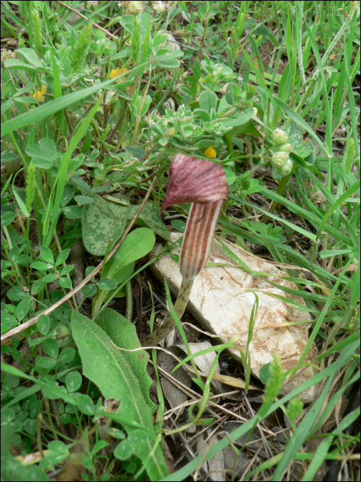 Arisarum vulgare