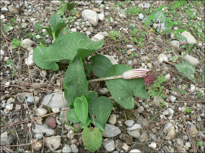 Arisarum vulgare