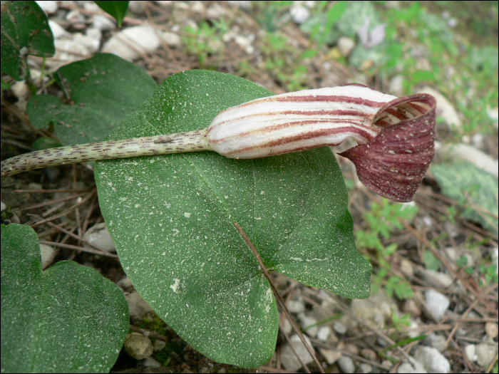 Arisarum vulgare