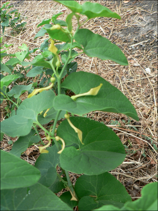 Aristolochia clematitis L.