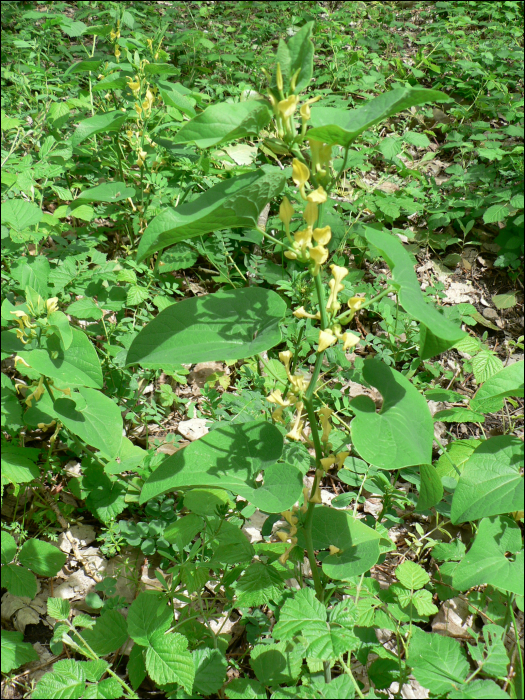 Aristolochia clematitis L.