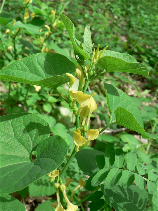 Aristolochia clematitis L.