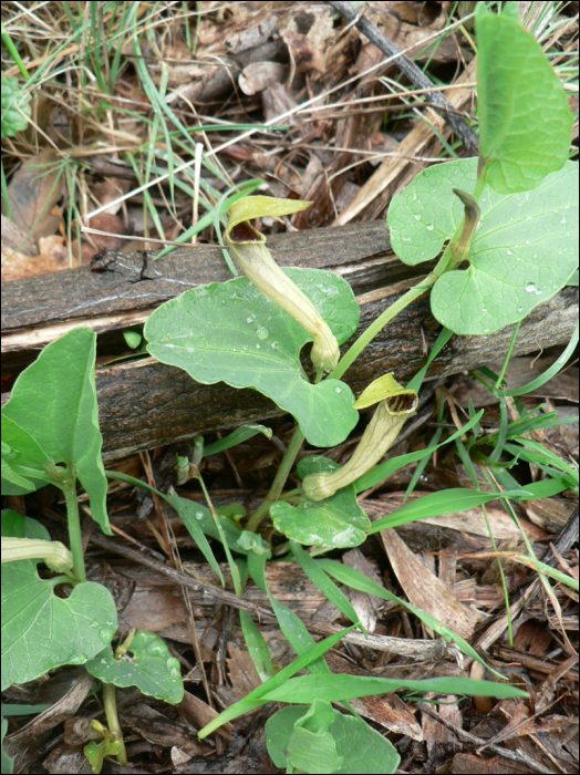 Aristolochia pallida