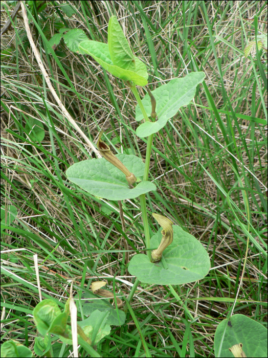 Aristolochia pallida