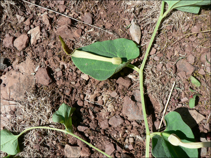 Aristolochia paucinervis