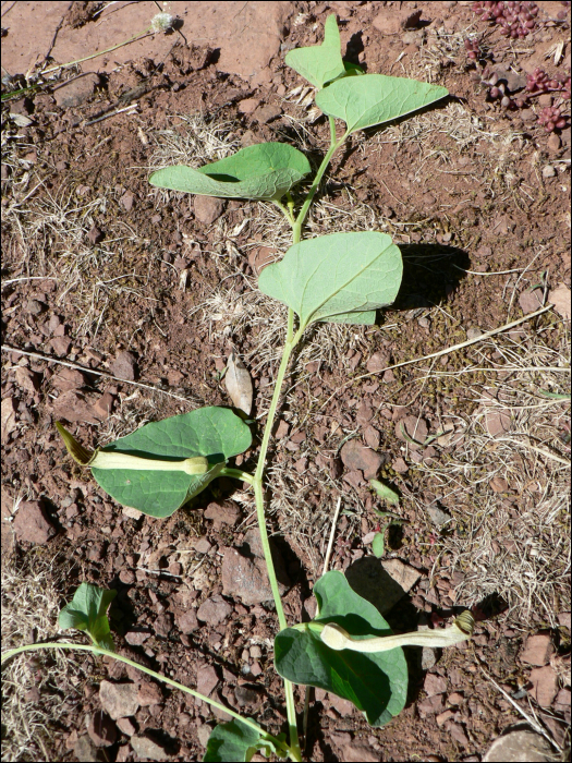 Aristolochia paucinervis