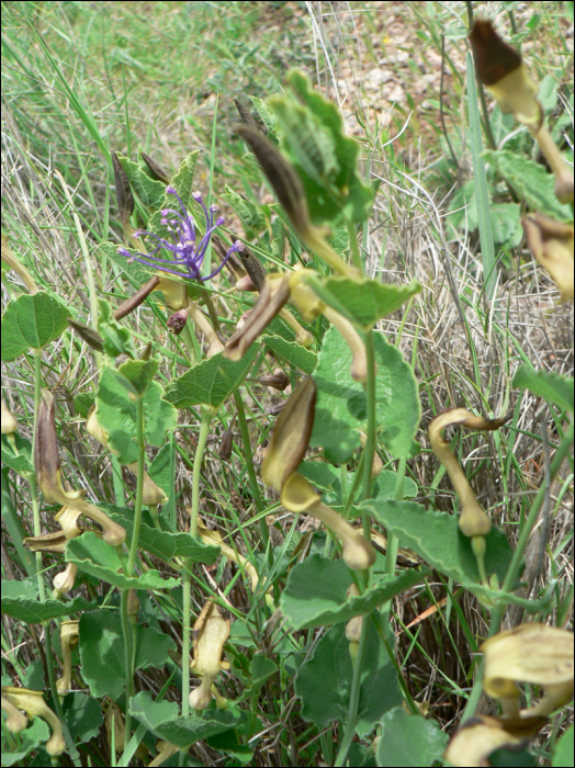 Aristolochia pistolochia