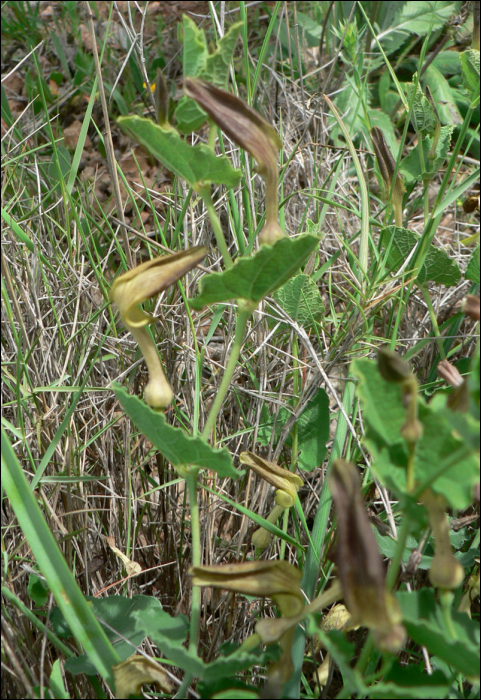 Aristolochia pistolochia