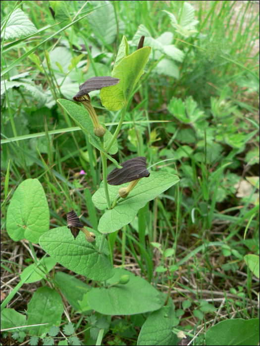 Aristolochia rotunda