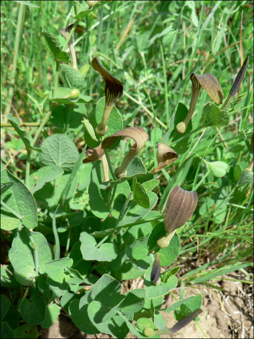 Aristolochia rotunda