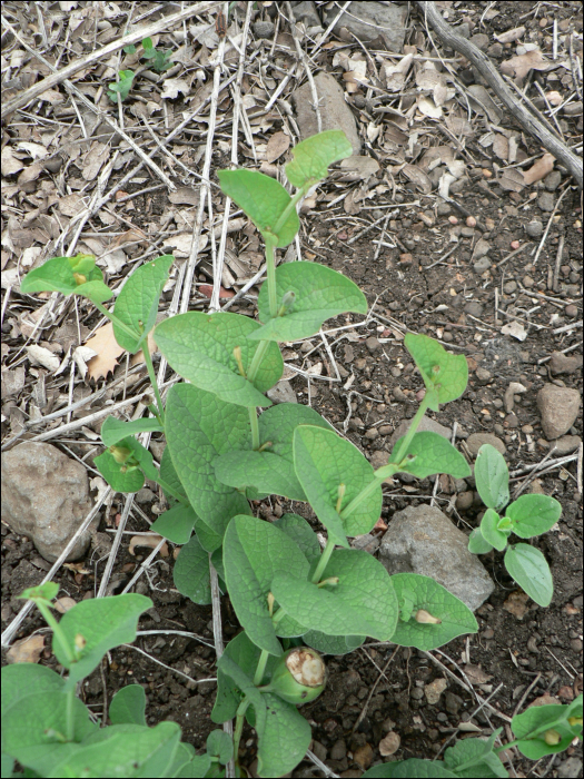 Aristolochia rotunda