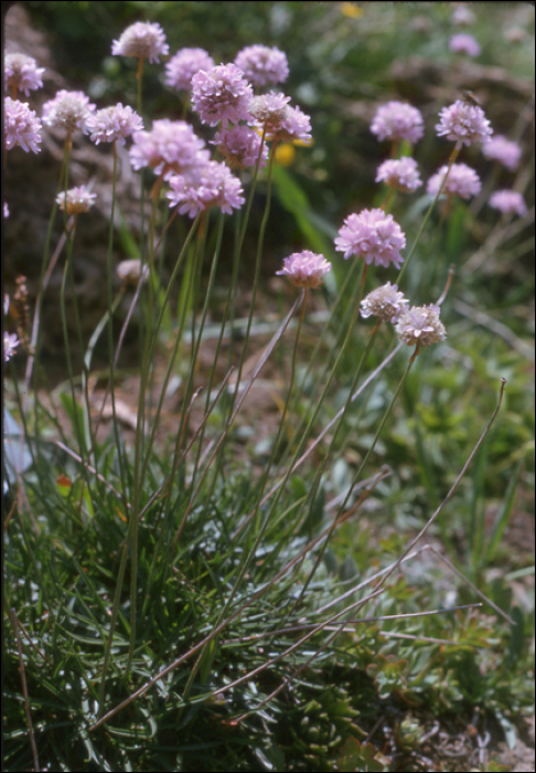 Armeria alpina Willd (=Statice montana)